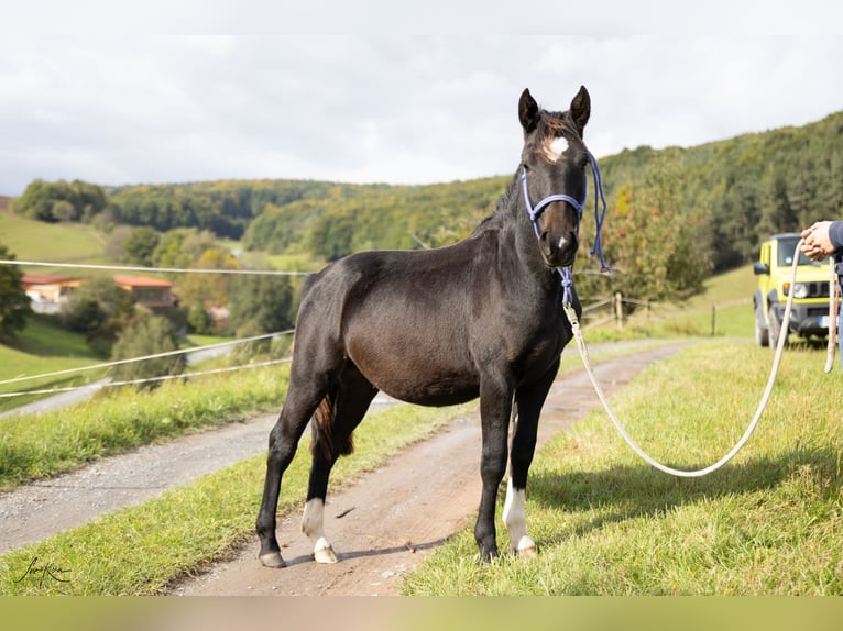 Criollo Gelding 2 years 13,3 hh Smoky-Black in Heimbuchenthal