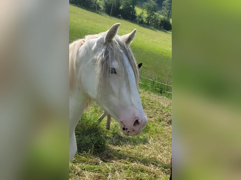 Criollo Gelding 2 years 14,3 hh Leopard-Piebald in Spmmerkahl