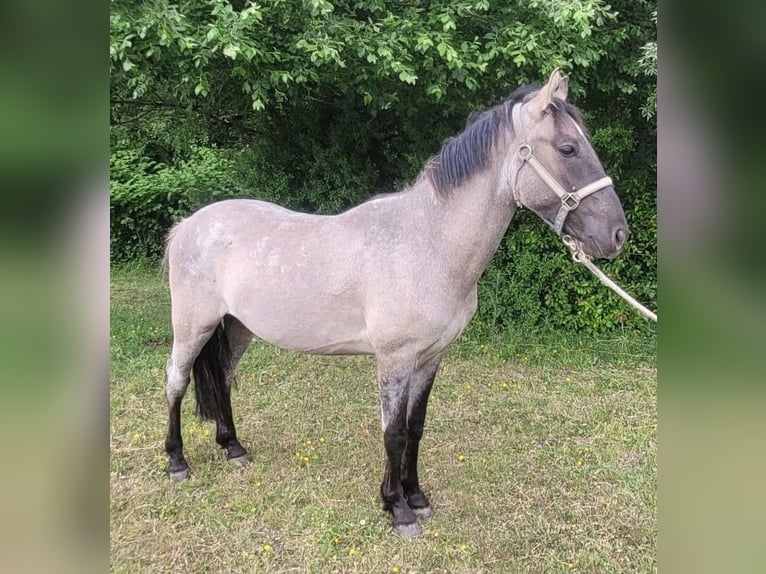 Criollo Gelding 2 years 14,2 hh Grullo in Sommerkahl