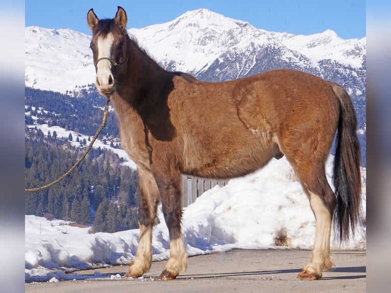 Criollo Gelding 2 years in Tinizong