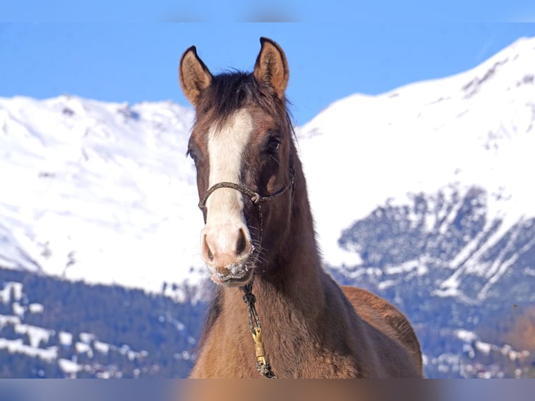 Criollo Gelding 2 years in Tinizong