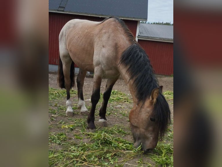 Criollo Gelding 3 years 13,2 hh Roan-Red in Ullånger