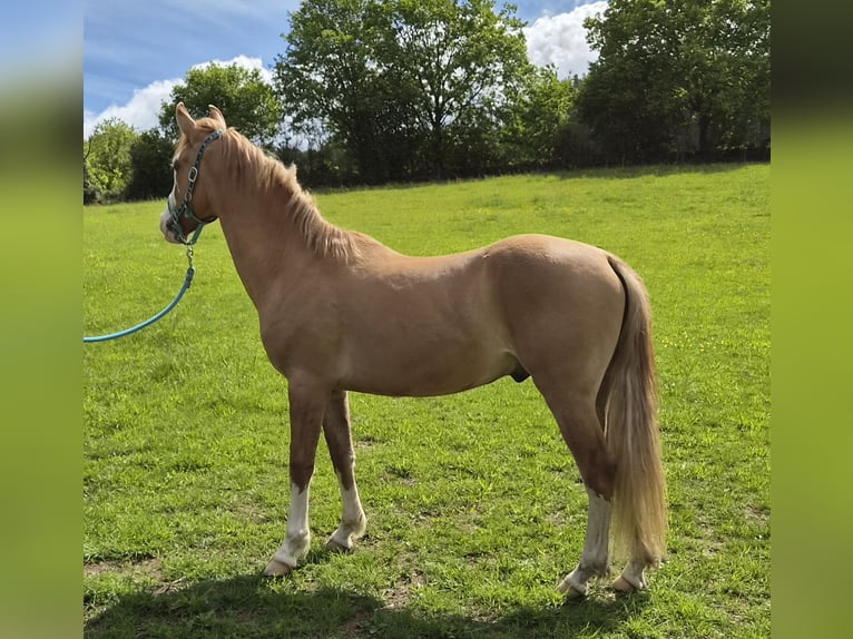 Criollo Gelding 3 years 14.1 hh Chestnut-Red in Michelstadt