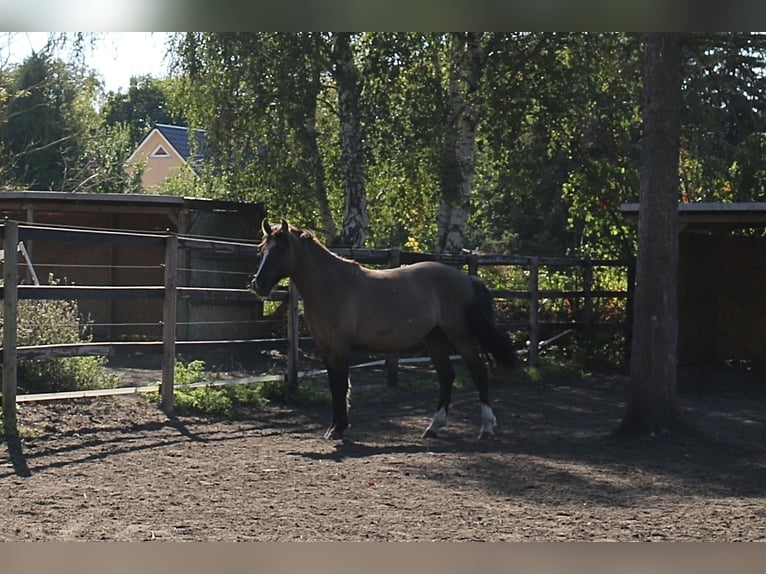 Criollo Gelding 3 years 14,1 hh Dun in Luckenwalde