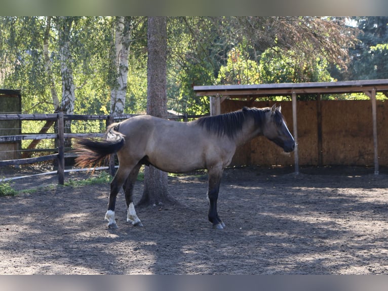 Criollo Gelding 3 years 14,1 hh Dun in Luckenwalde