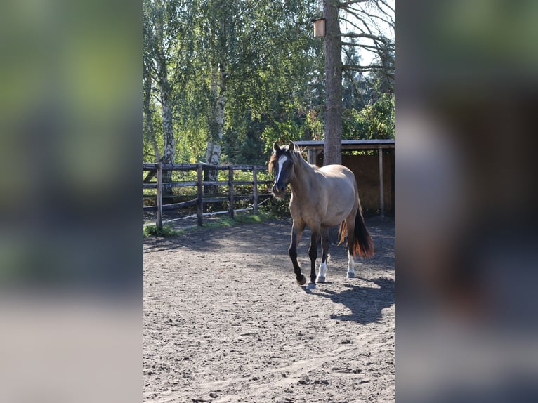 Criollo Gelding 3 years 14,1 hh Dun in Luckenwalde