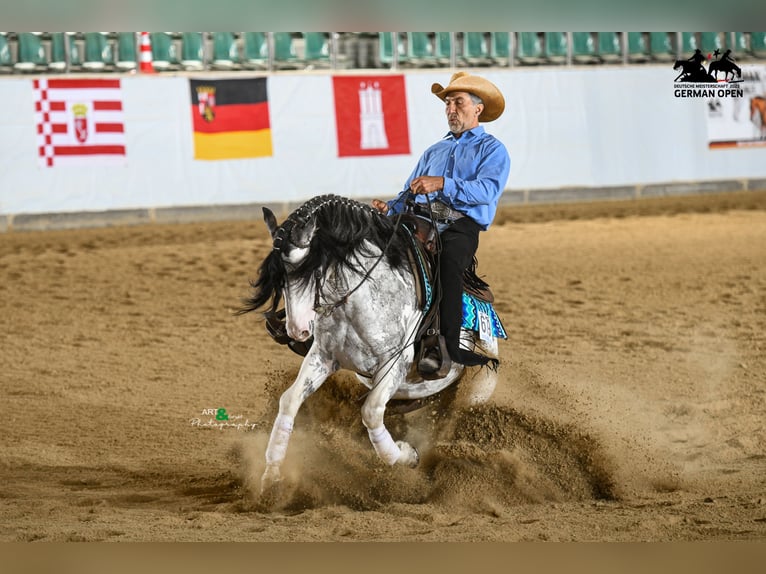 Criollo Gelding 3 years 14,2 hh Leopard-Piebald in Sommerkahl