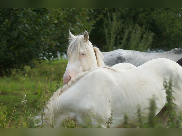 Criollo Gelding 3 years 14,2 hh Leopard-Piebald in Sommerkahl