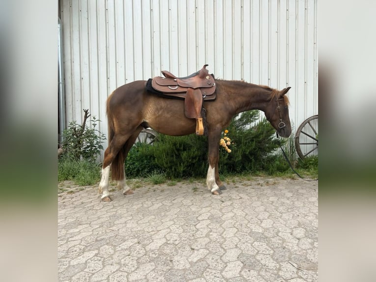 Criollo Gelding 3 years 14 hh Chestnut in Laudenbach