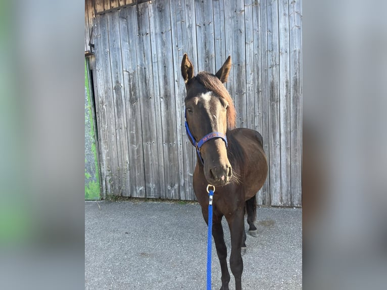 Criollo Gelding 3 years 14 hh in Neukirchen an der Enknach