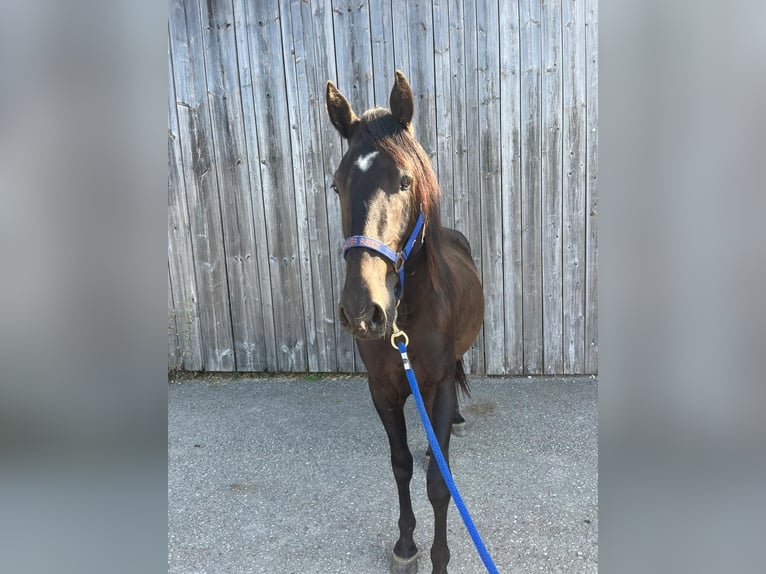 Criollo Gelding 3 years 14 hh in Neukirchen an der Enknach