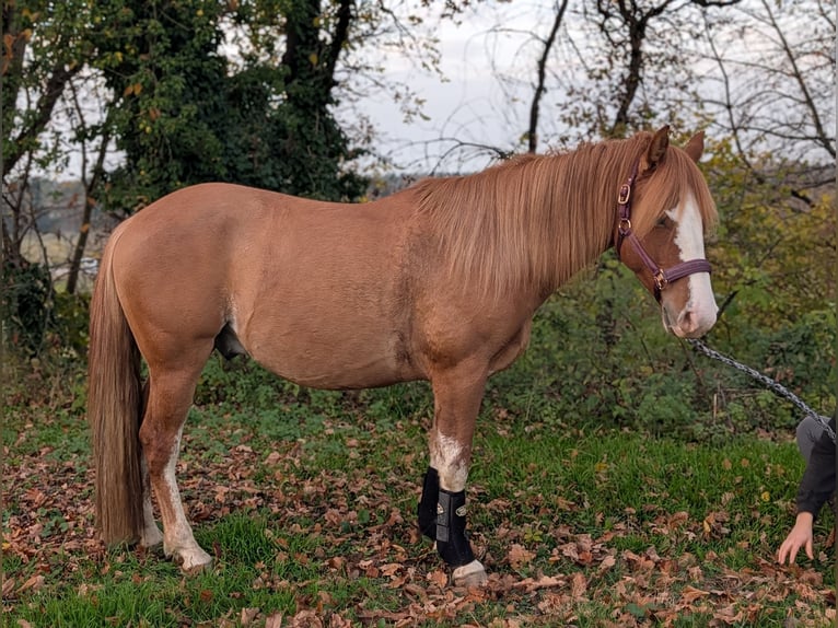 Criollo Mix Gelding 3 years 14 hh Red Dun in Kressbronn am Bodensee