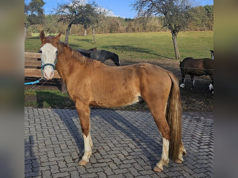 Criollo Gelding 3 years 14,1 hh Chestnut-Red in Michelstadt
