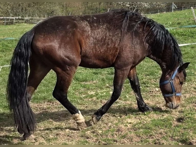 Criollo Gelding 3 years 14,2 hh Brown in Sommerkahl Criollo Gelding 3 years 14,2 hh Brown in Sommerkahl