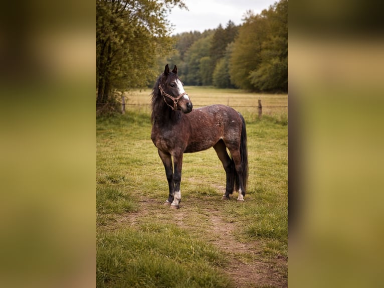 Criollo Gelding 3 years  in Stockstadt am Main