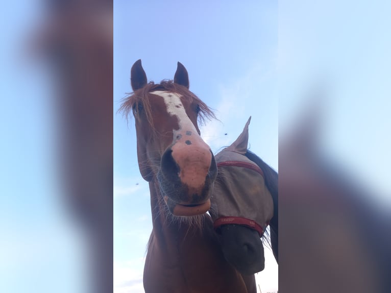 Criollo Gelding 4 years 14,2 hh Chestnut-Red in Babenhausen