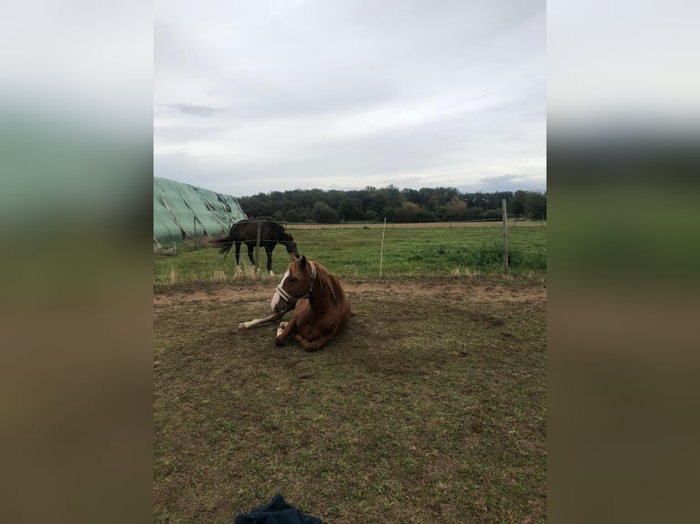 Criollo Gelding 4 years 14,2 hh Chestnut-Red in Babenhausen