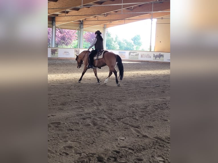 Criollo Gelding 4 years 14,1 hh in Allersberg