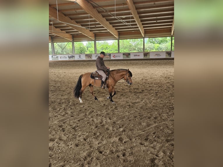Criollo Gelding 4 years 14,1 hh in Allersberg