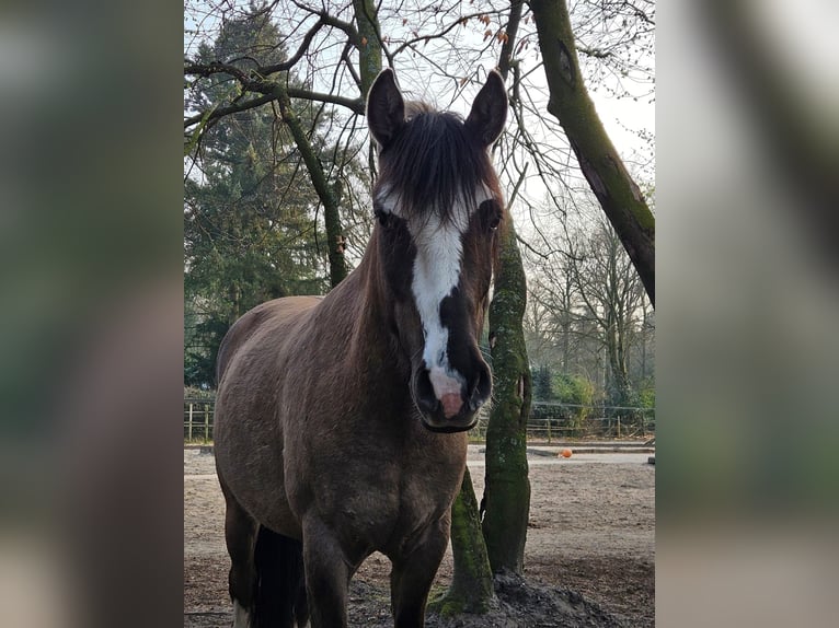 Criollo Gelding 4 years 14,2 hh Grullo in hilversum