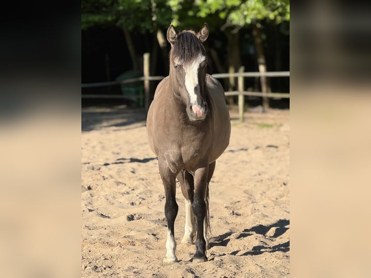 Criollo Gelding 4 years 14,2 hh Grullo in hilversum