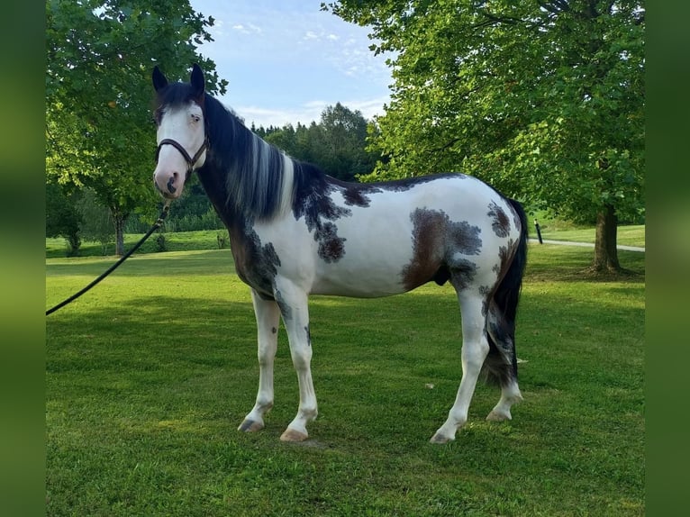 Criollo Gelding 4 years 15,1 hh Overo-all-colors in Nalbach