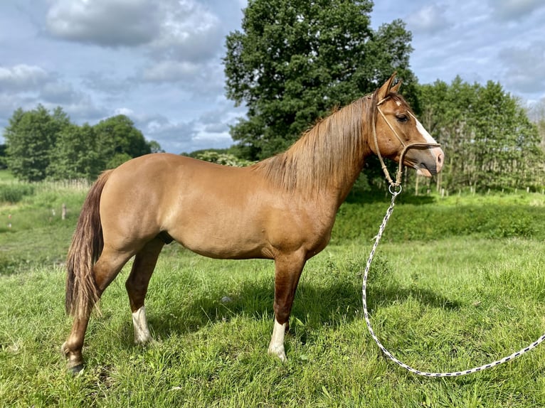 Criollo Gelding 4 years in Walkendorf