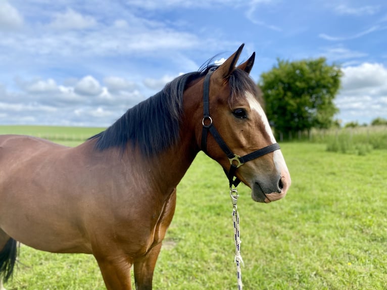 Criollo Gelding 4 years in Walkendorf