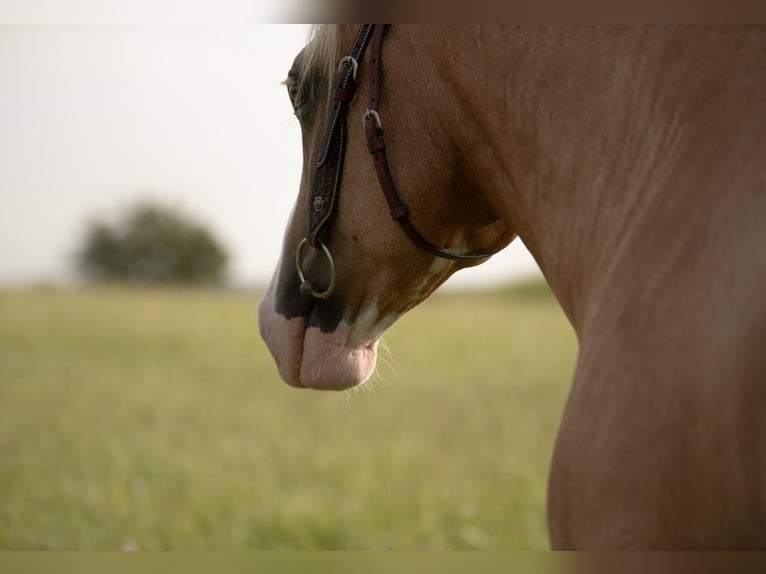 Criollo Gelding 5 years 13,3 hh Cremello in Bruchsal