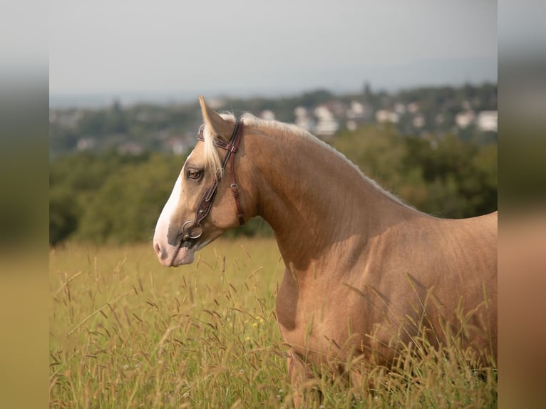 Criollo Gelding 5 years 13,3 hh Cremello in Bruchsal