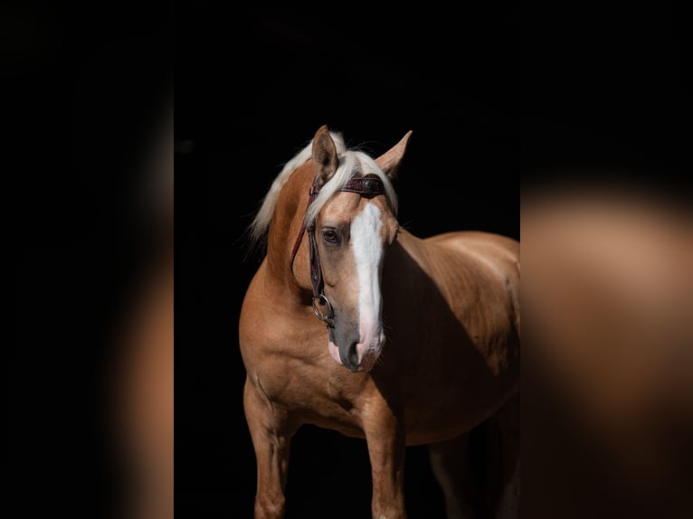 Criollo Gelding 5 years 14 hh Cremello in Bruchsal