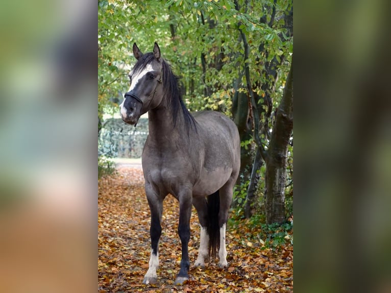 Criollo Gelding 5 years 14,2 hh Grullo in Hilversum