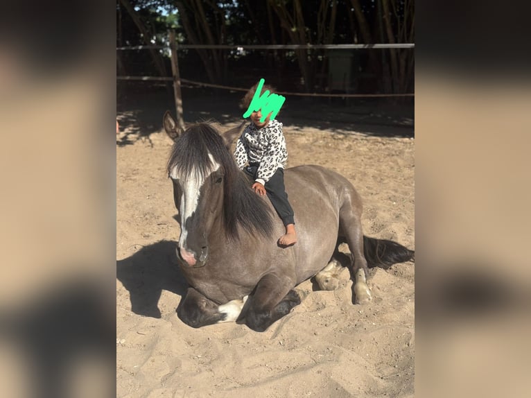 Criollo Gelding 5 years 14,2 hh Grullo in Hilversum