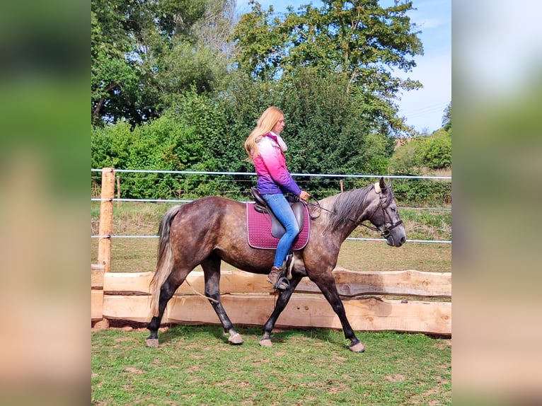 Criollo Mix Gelding 5 years 15.1 hh Grey-Dark-Tan in Hundsbach