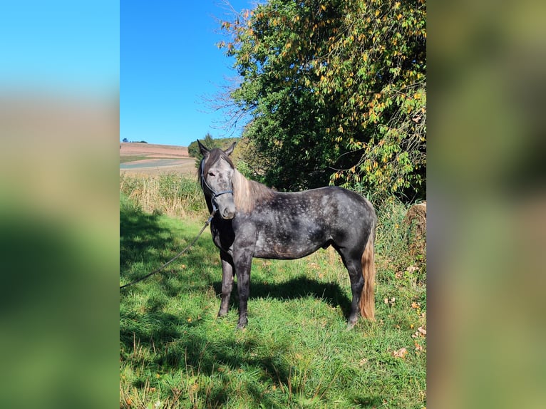 Criollo Mix Gelding 5 years 15.1 hh Grey-Dark-Tan in Hundsbach