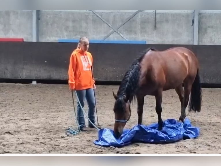 Criollo Gelding 6 years 14,2 hh Brown in Kalmthout