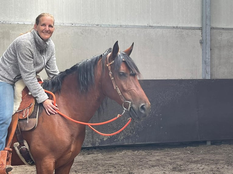 Criollo Gelding 6 years 14,2 hh Brown in Kalmthout