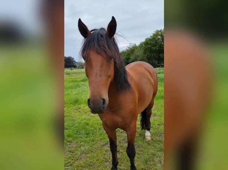 Criollo Gelding 6 years 14,2 hh Brown in Kalmthout