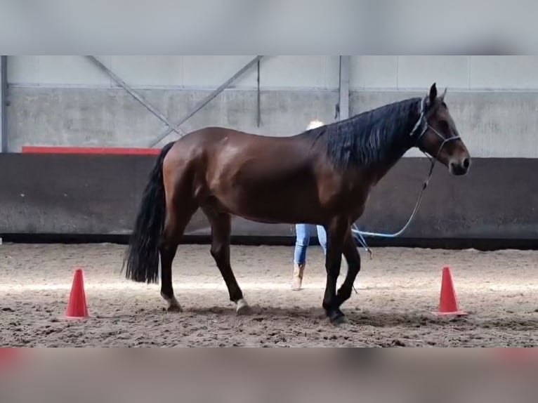 Criollo Gelding 6 years 14,2 hh Brown in Kalmthout