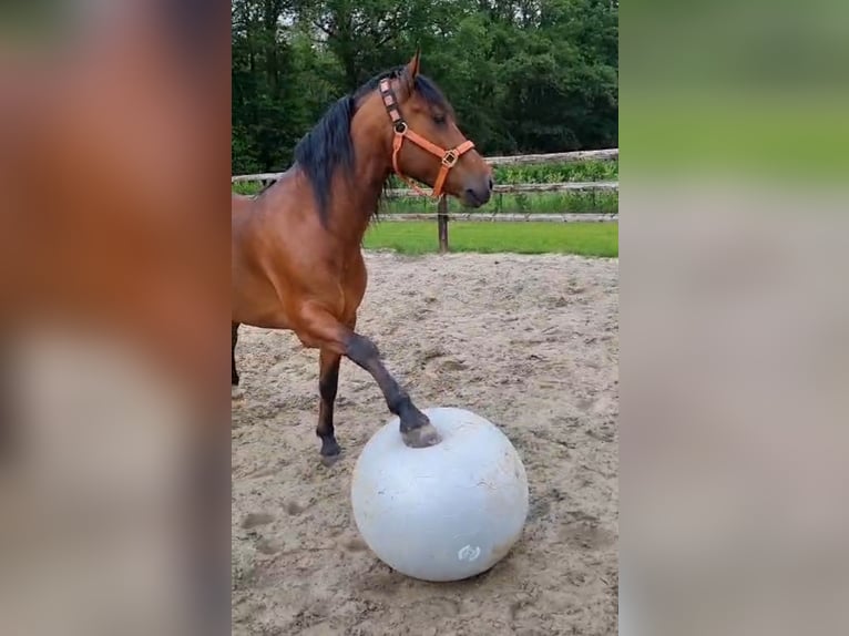 Criollo Gelding 6 years 14,2 hh Brown in Kalmthout