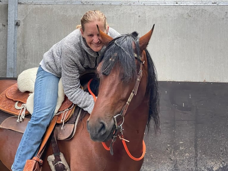 Criollo Gelding 6 years 14,2 hh Brown in Kalmthout