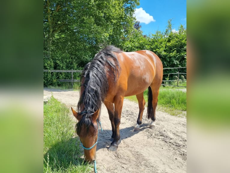 Criollo Gelding 6 years 14,2 hh Brown in Kalmthout