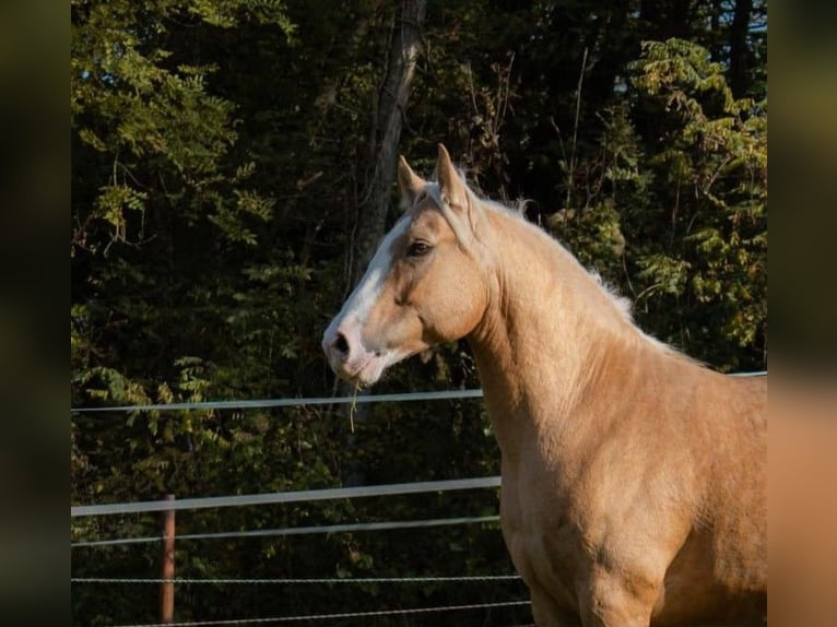 Criollo Gelding 6 years 14 hh Palomino in Kandel