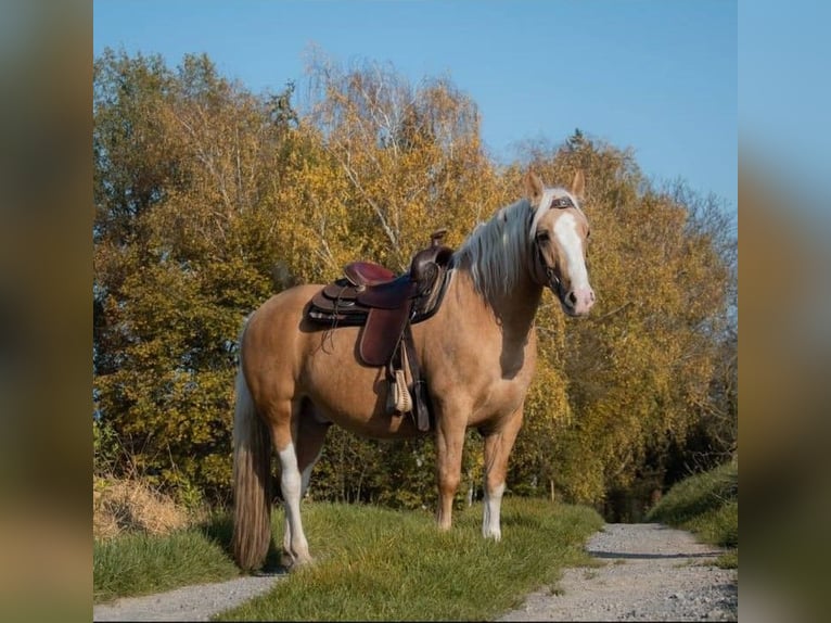 Criollo Gelding 6 years 14 hh Palomino in Kandel