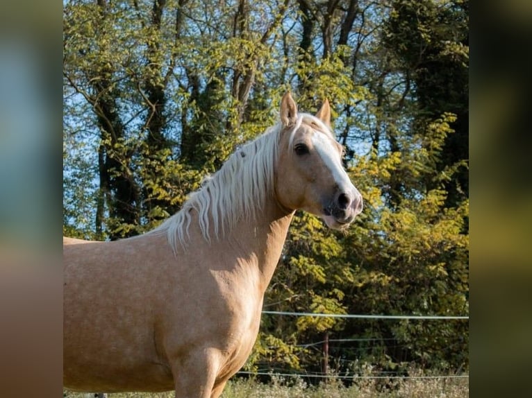 Criollo Gelding 6 years 14 hh Palomino in Kandel