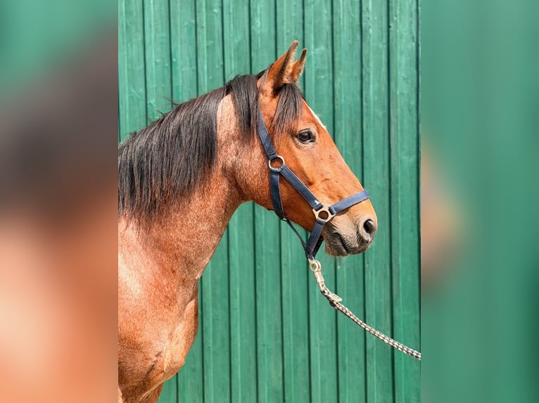 Criollo Gelding 7 years 14.1 hh Roan-Bay in Walkendorf