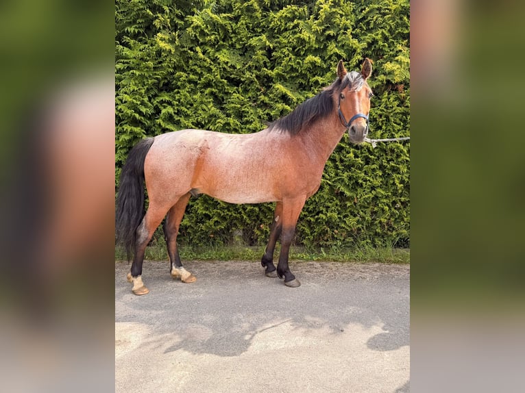 Criollo Gelding 7 years 14.1 hh Roan-Bay in Walkendorf