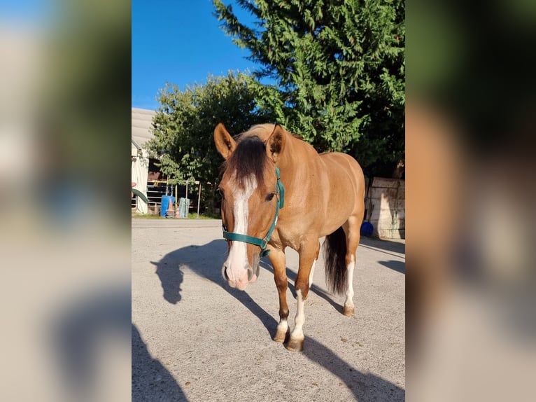 Criollo Gelding 7 years 14,1 hh Dunalino in Villafranca di Verona