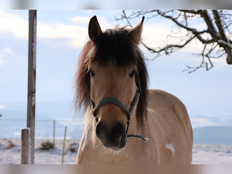 Criollo Mix Gelding 7 years 15.2 hh Palomino in Anglikon