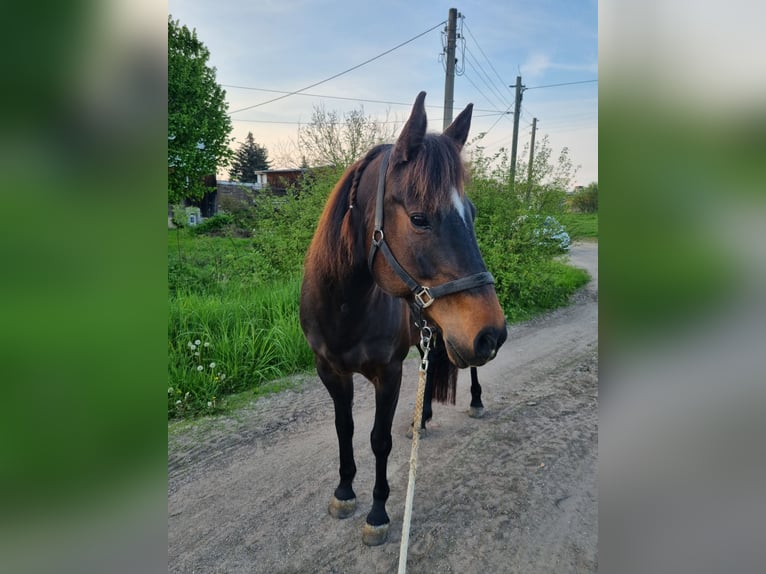 Criollo Mix Gelding 8 years 15,2 hh Smoky-Black in Altenburg